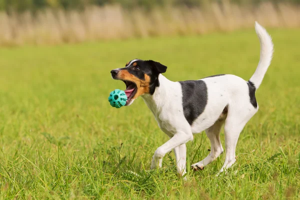 Chien joue avec une balle — Photo