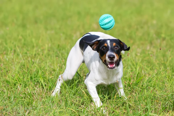Cane sta giocando con una palla — Foto Stock