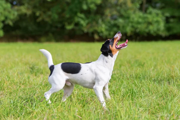 Perro espera una pelota —  Fotos de Stock