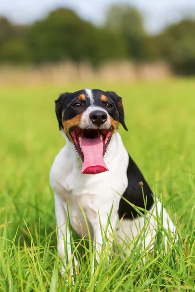 Portrait of a panting dog — Stock Photo, Image