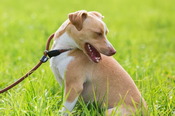 Retrato de un perro con correa — Foto de Stock