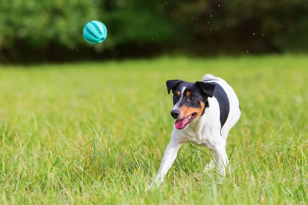 Hunden spelar med en boll — Stockfoto