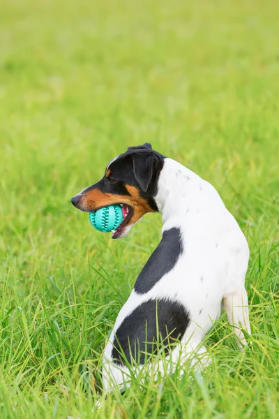 Hond met een bal in de snuit — Stockfoto