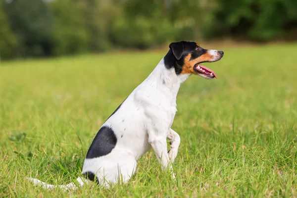 Portret van een Parson Russell Terrier — Stockfoto
