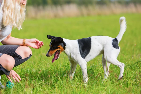 Jeune fille joue avec un chien — Photo