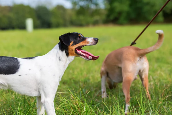 Parson Russell Terrier and leashed dog