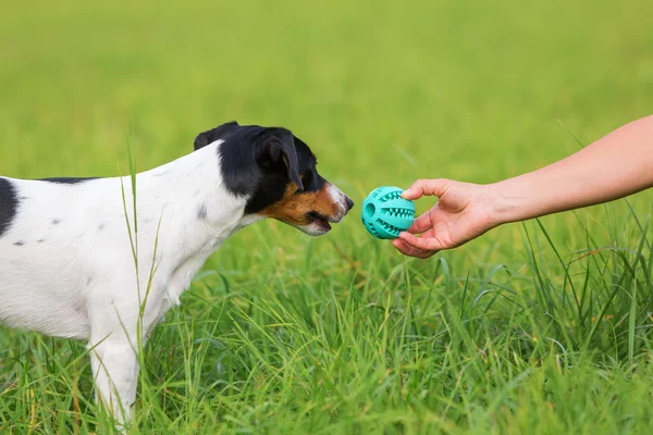 Mujer entregando un juguete a un perro — Foto de Stock