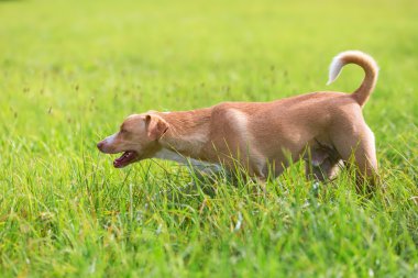 çayır üzerinde yürüyen köpek