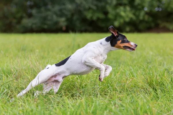 Perro saltando en el prado —  Fotos de Stock