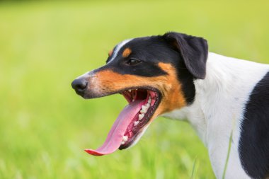 nefes nefese bir köpek portresi