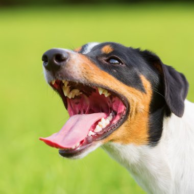 portrait of a panting dog clipart