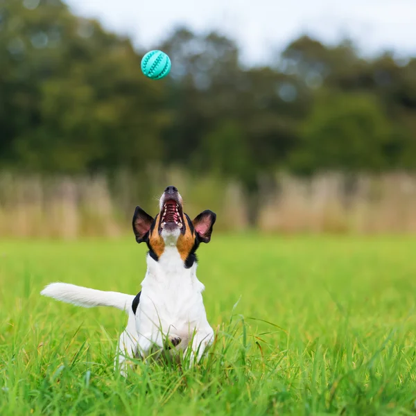 Dog on the grass snaps at a ball — Stock Photo, Image