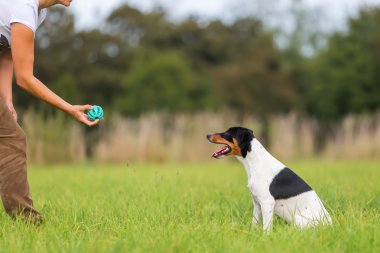 bir köpek ile top oynarken kadın