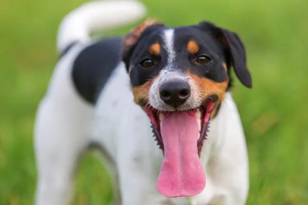 Porträt eines Pastors Russell Terrier — Stockfoto