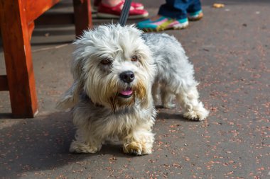 Dandie Dinmont korkunç vasıl belgili tanımlık kira kontratı
