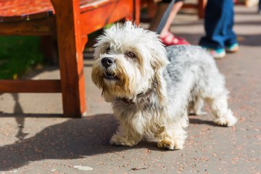 Dandie Dinmont korkunç vasıl belgili tanımlık kira kontratı