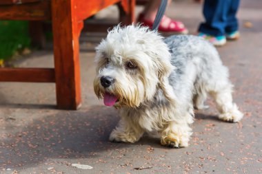Dandie Dinmont korkunç vasıl belgili tanımlık kira kontratı