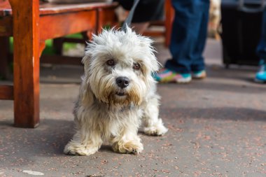 Dandie Dinmont korkunç vasıl belgili tanımlık kira kontratı