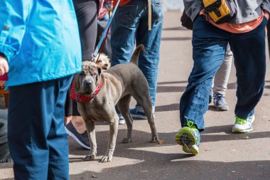 insanlar ile köpek vasıl belgili tanımlık kira kontratı