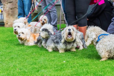 sahibi toplantı Dandie Dinmont Terrier
