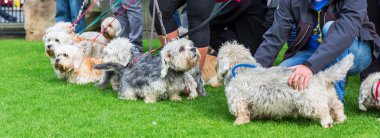 sahibi toplantı Dandie Dinmont Terrier