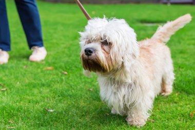 Dandie Dinmont korkunç vasıl belgili tanımlık kira kontratı