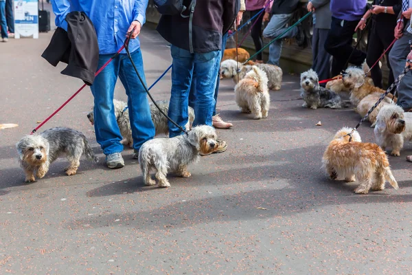 Eigentümerversammlung des Dandy Dinmont Terriers — Stockfoto