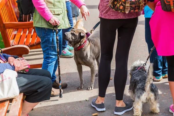 People with dog at the leash — Stock Photo, Image