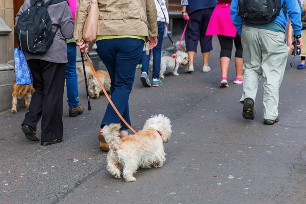 People with Dandie Dinmont Terrier in the city — Stock Photo, Image