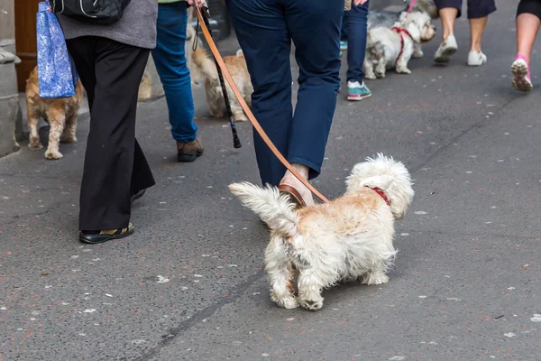 Menschen mit Dandy Dinmont Terrier in der Stadt — Stockfoto