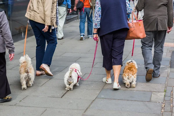 Personas con Dandie Dinmont Terrier en la ciudad — Foto de Stock