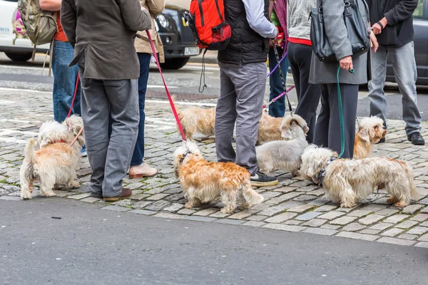 Ägare möte av Dandie Dinmont Terrier — Stockfoto