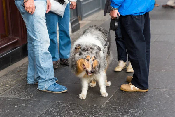 Menschen mit einem Collie-Hund — Stockfoto