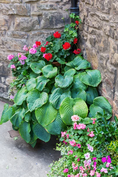 Hosta e outras flores em uma casa de campo de pedra — Fotografia de Stock