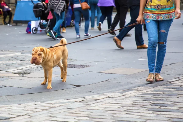 Shar pei の犬と一緒に歩いている女性 — ストック写真