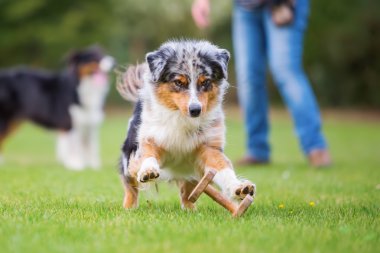 Bir oyuncak için atlama Avustralya çoban köpeği