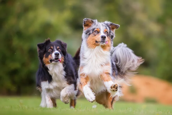 Dos perros pastor australiano corriendo por un juguete — Foto de Stock