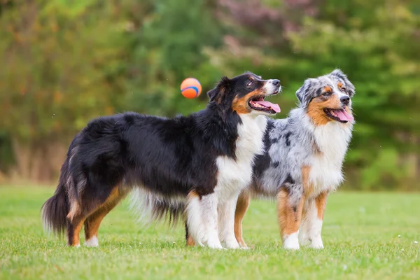 To australske Shepherd stående sammen, mens en bold flyver forbi - Stock-foto