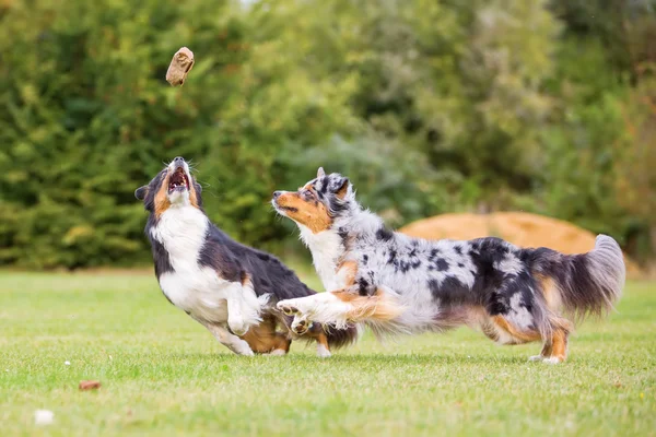 Deux chiens de berger australien courir pour un jouet — Photo