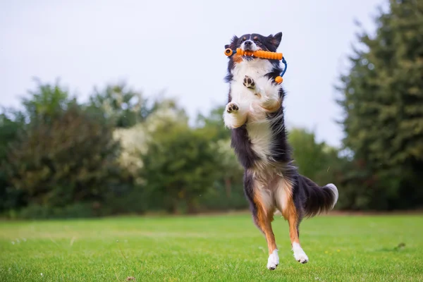 Australian Shepherd koira hyppää lelu — kuvapankkivalokuva