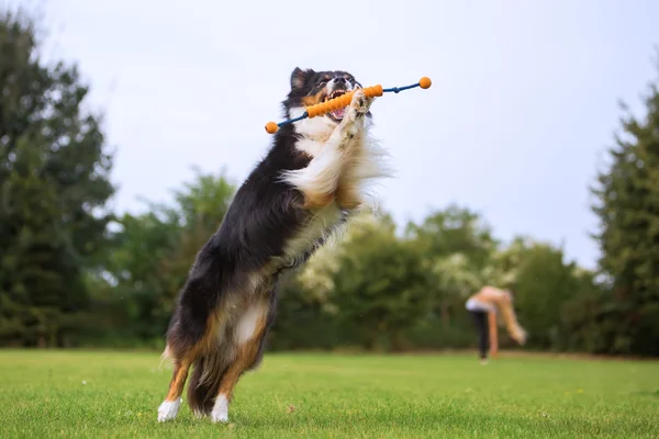 Australian Shepherd cane che salta per un giocattolo — Foto Stock