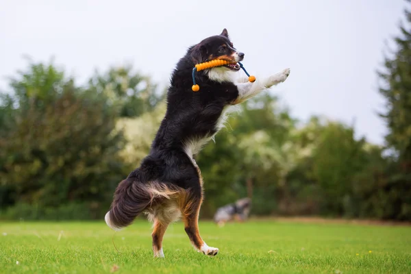 Australian Shepherd cão saltando para um brinquedo — Fotografia de Stock