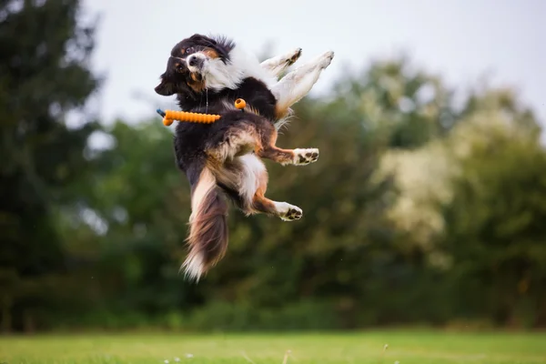 Australian Shepherd cão saltando para um brinquedo — Fotografia de Stock