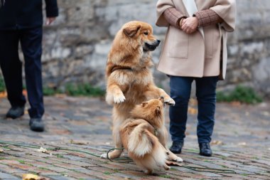 Aynı renkli Elo köpeği ve Alman Minyatür Spitz açık havada birlikte oynuyorlar.