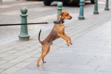 Yol kenarında tasmalı şirin bir köpeğin resmi ayağa kalkıyor.