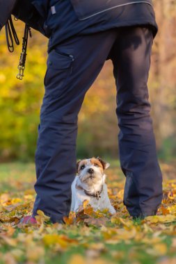 Parson Russell Terrier sonbahar otlağında yatıyor, bir adamın bacaklarının arasından görülüyor.