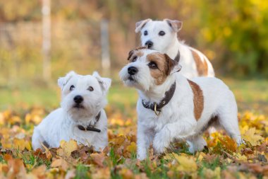 Sonbahar otlağında üç Parson Russell Terrier resmi