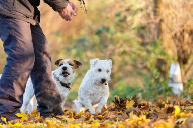 Sonbaharda iki Parson Russell Terrier 'lı bir adamın resmi.