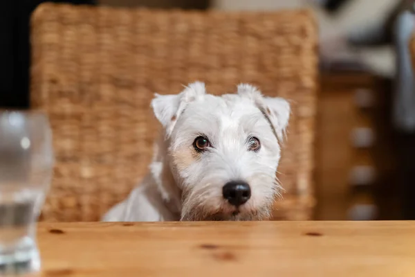 Der Niedliche Parson Russell Terrier Sitzt Auf Einem Stuhl Und — Stockfoto