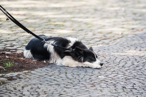 Foto Van Een Aangelijnde Hond Die Kasseistrook Ligt — Stockfoto